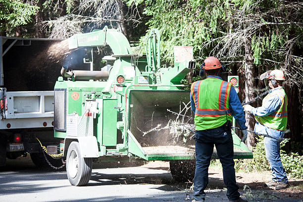 How Our Tree Care Process Works  in  Gloucester Point, VA